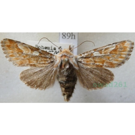 Panolis flammea (Denis & Schiffermüller, 1775) Strzygonia choinówka Czech89h